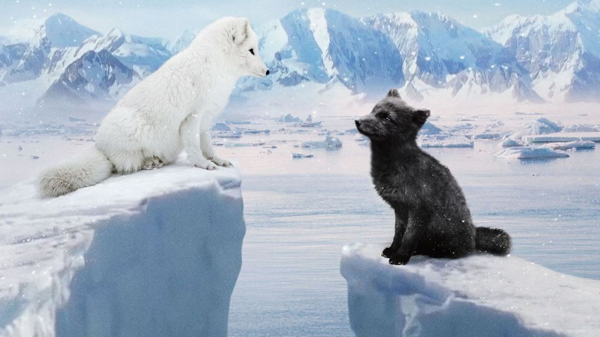 Polarnaodiseja_web_compressed