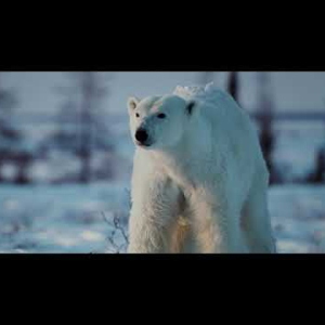 Kina & Yuk [Polarna odiseja] | Službeni trailer | 2024